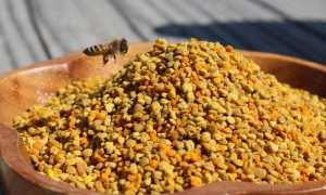 Польза пчелиной пыльцы при лечении заболеваний