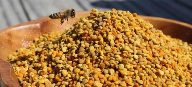 Польза пчелиной пыльцы при лечении заболеваний